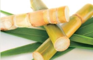 Policosanol for weight loss