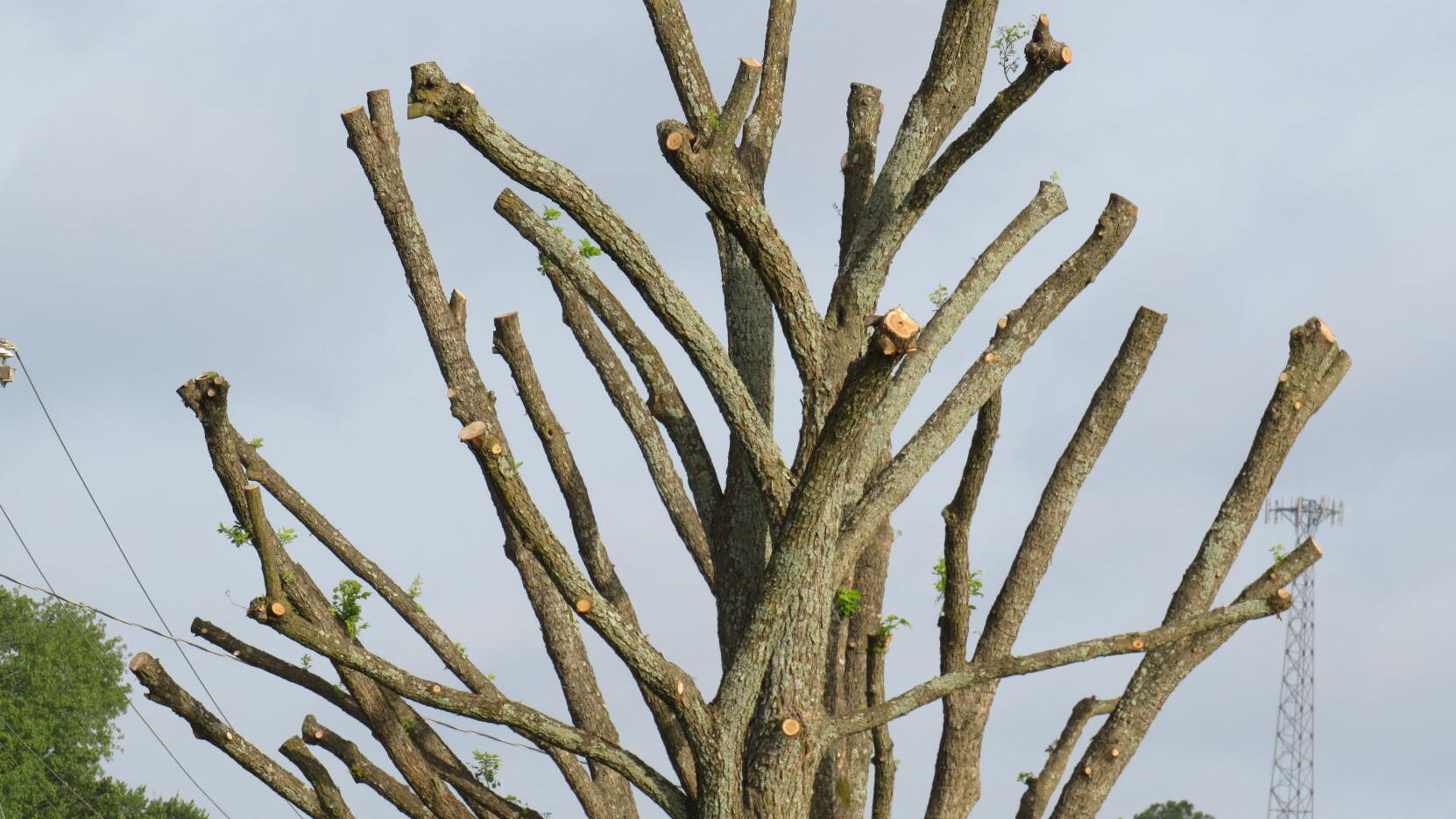 What Are the Risks of Improper Tree Topping
