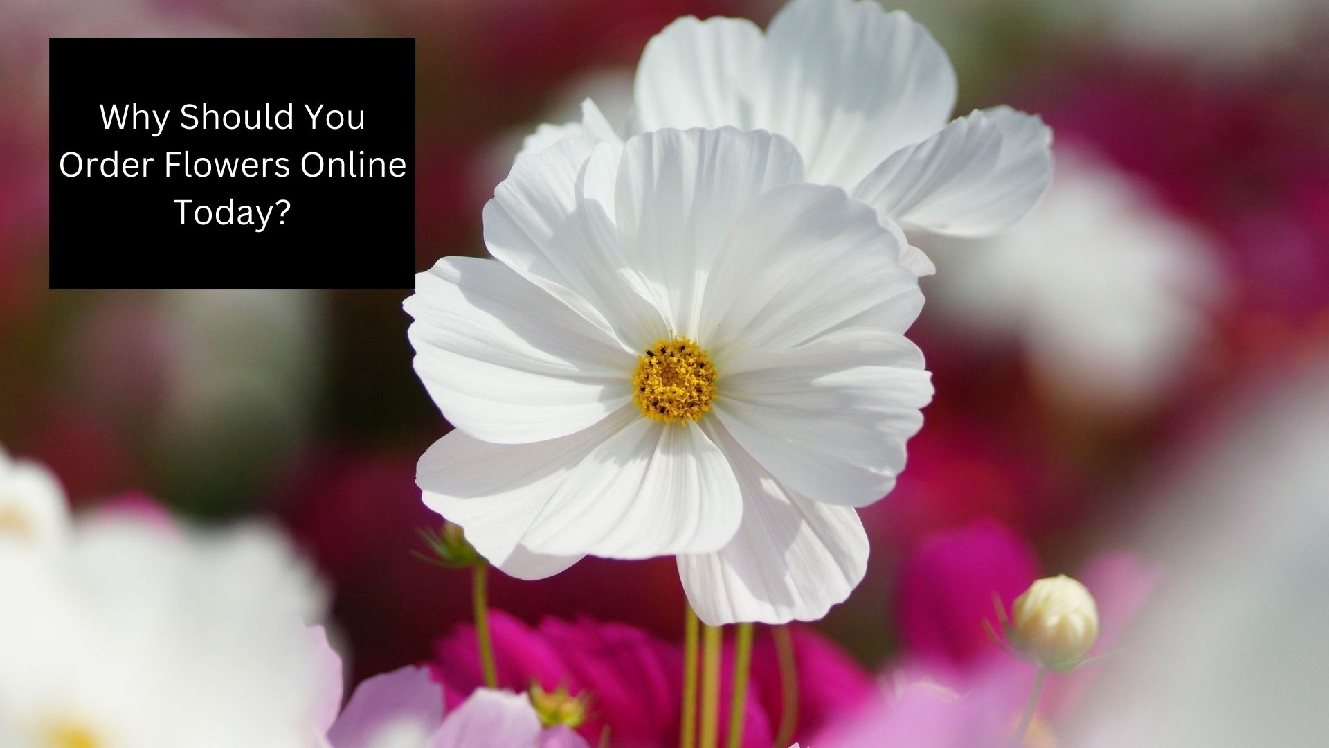 Why Should You Order Flowers Online Today