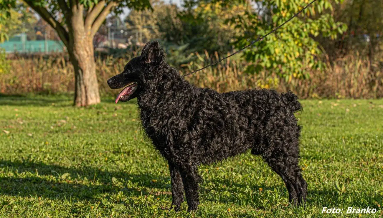 Croatian Sheepdogs