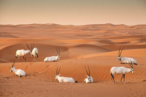 Al Marmoom Heritage Village