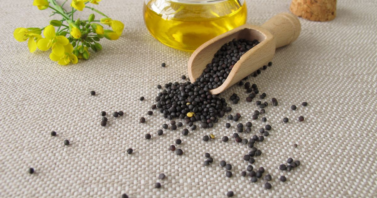 Australia Canola Seed Market