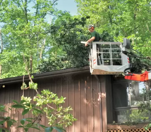 Affordable Tree Trimming