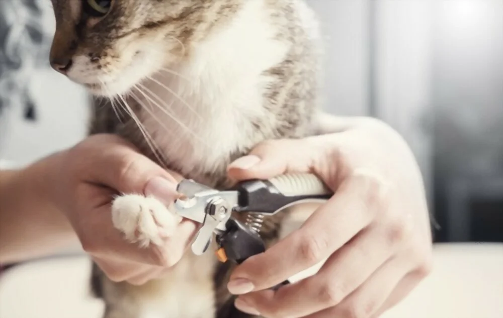 pet nail trimming