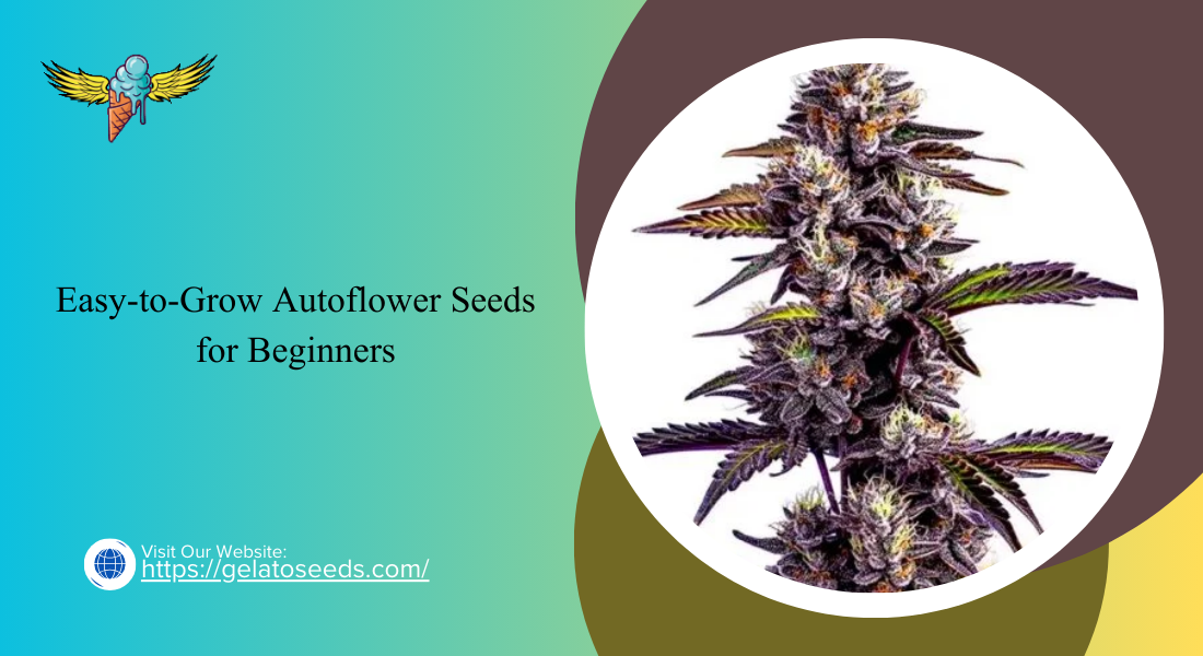 Easy-to-Grow Autoflower Seeds