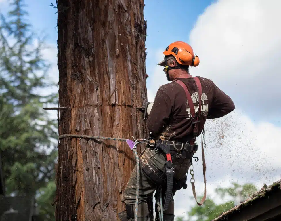 affordable tree trimming service​