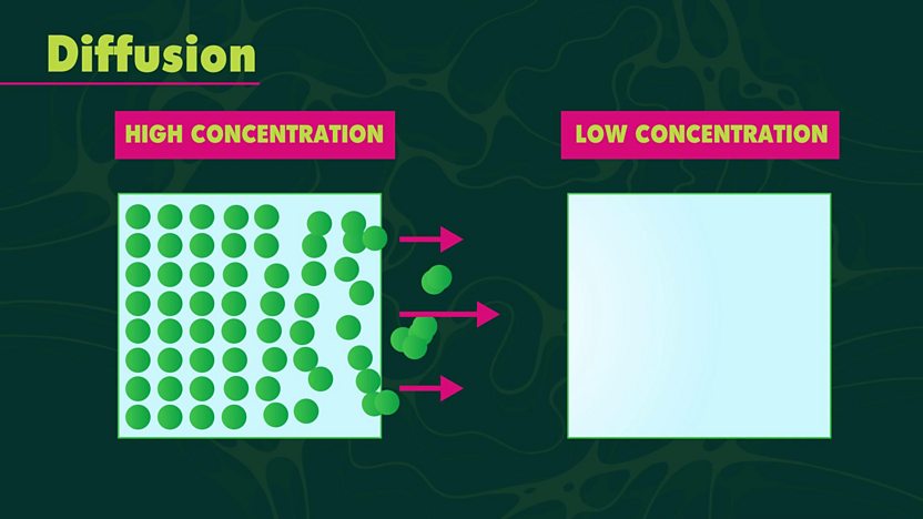 What is diffusion in biology