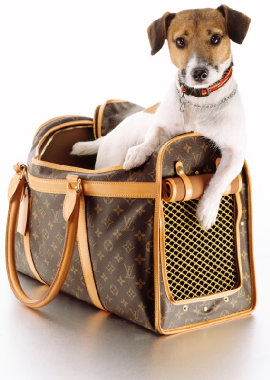 carriers for dogs in cars