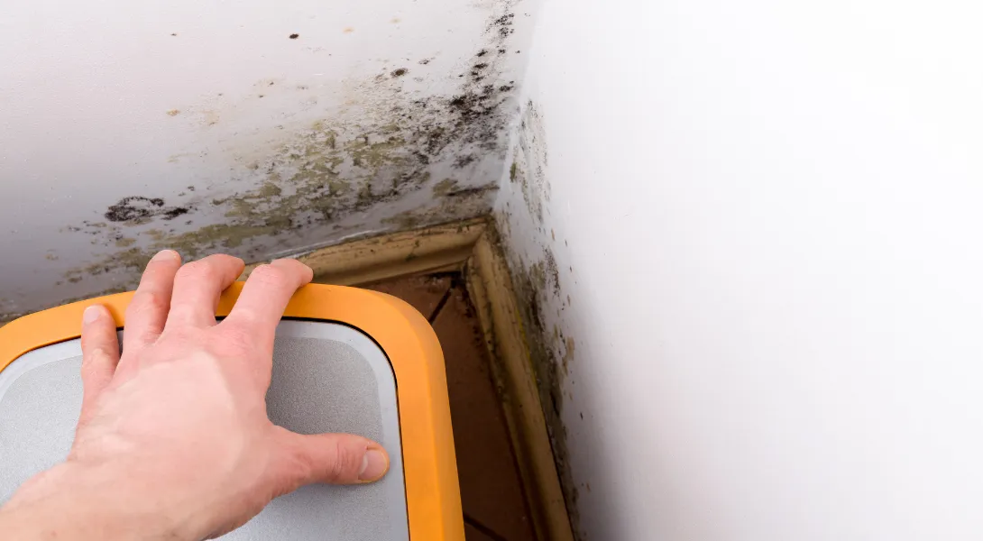 Mold Testing Los Feliz