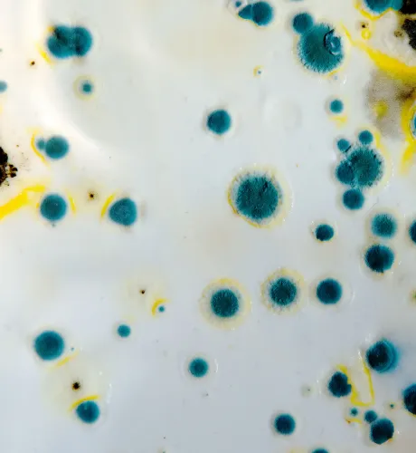 Mold Testing Rolling Hills
