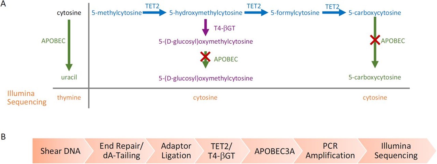 overview-of-em-seq-a-new-detection-approach-for-dna-methylation