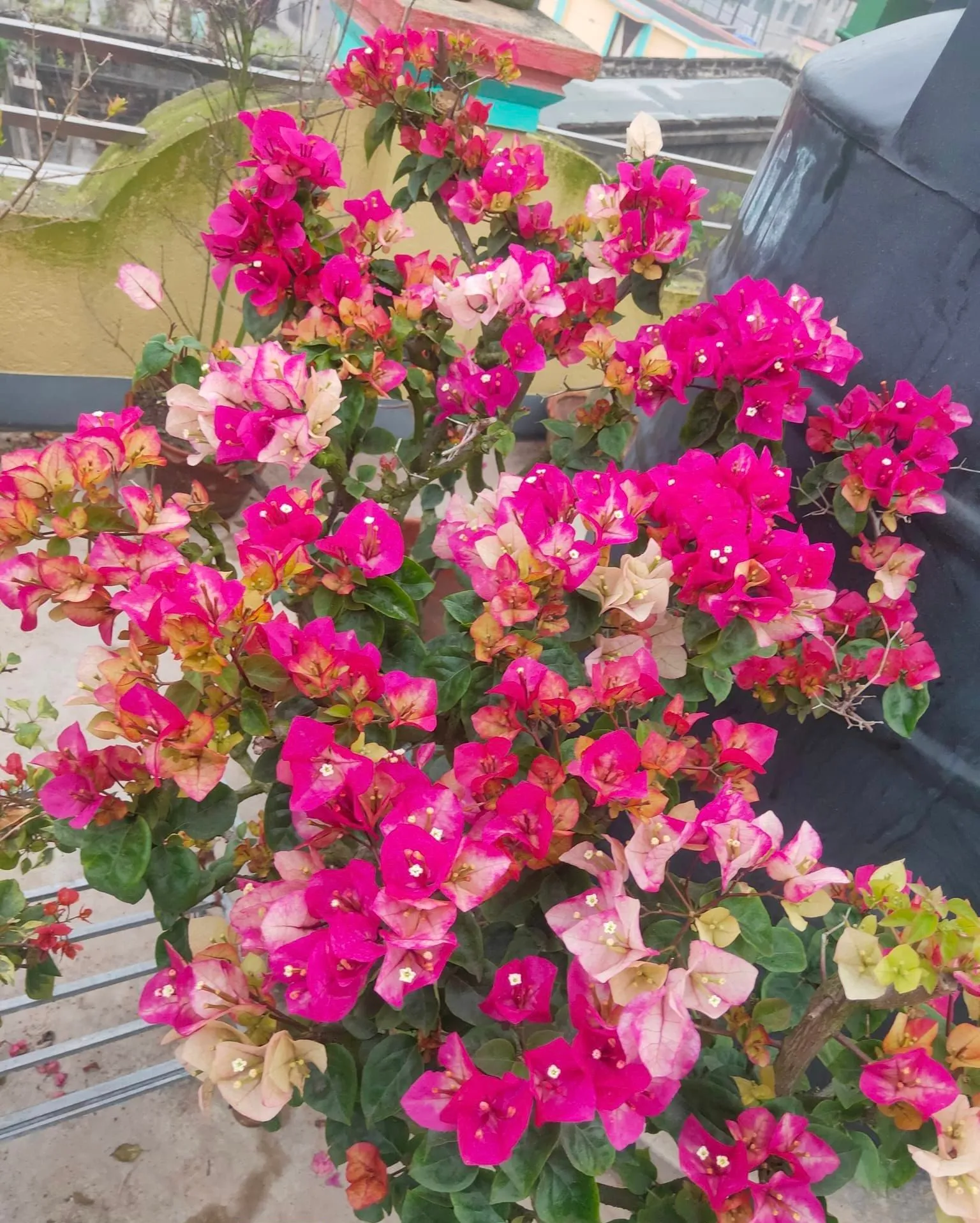 https://dogargardens.com/product/indian-chitra-bougainvillea/