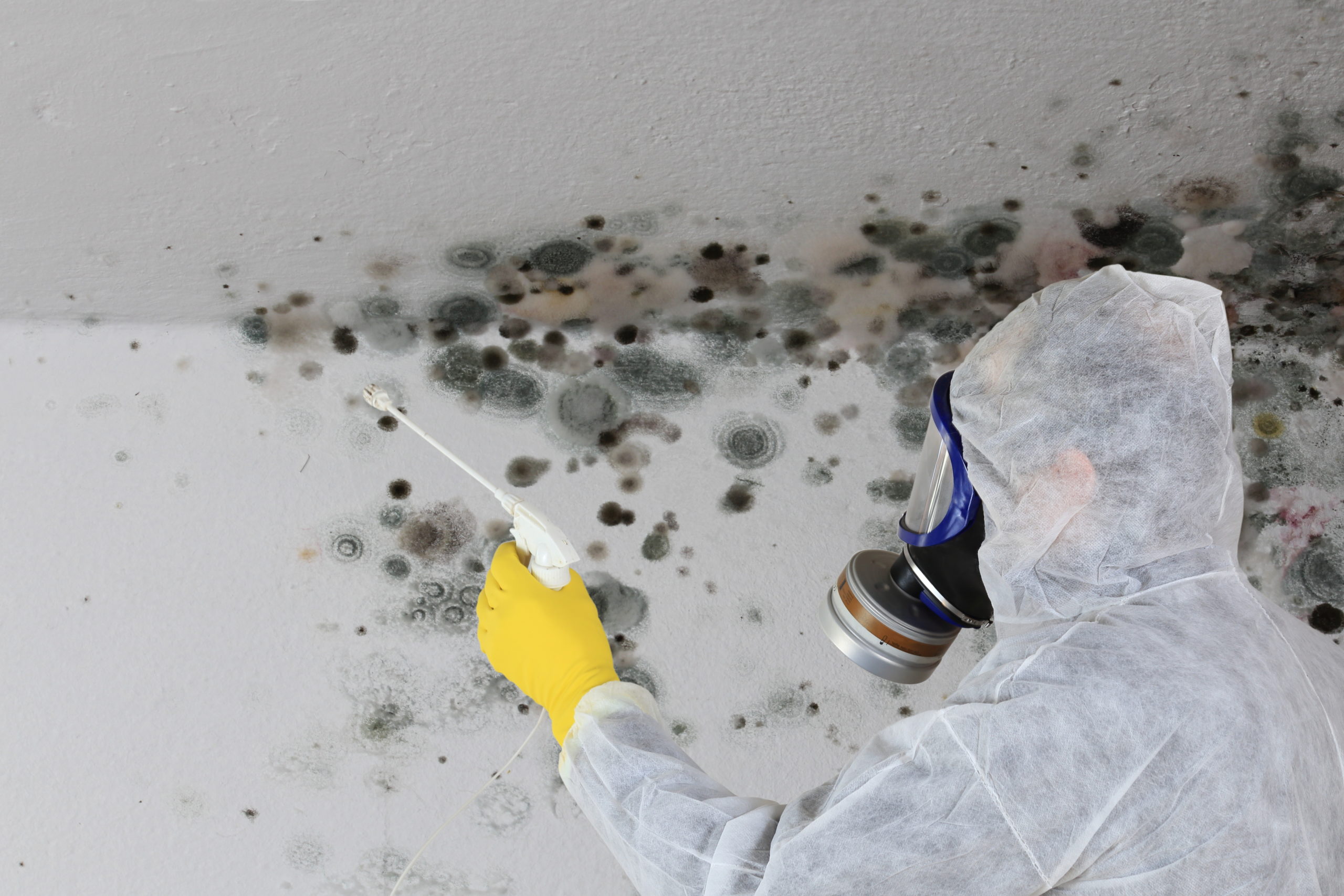 What Is the Best Way to Remediate Mold?