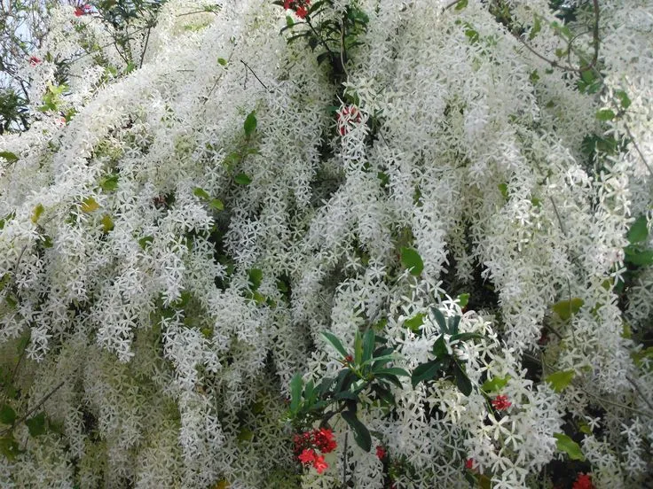 https://dogargardens.com/product/patrea-vine-white/