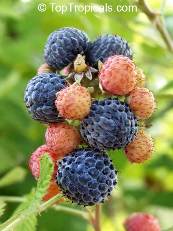 https://dogargardens.com/product/mysore-raspberry-plants/