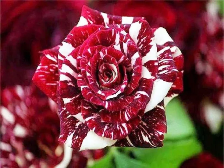 https://dogargardens.com/product/black-tiger-rose/