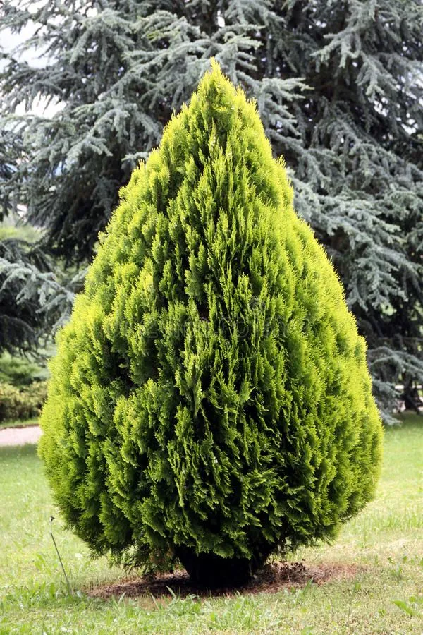 https://dogargardens.com/product/thuja-plants/