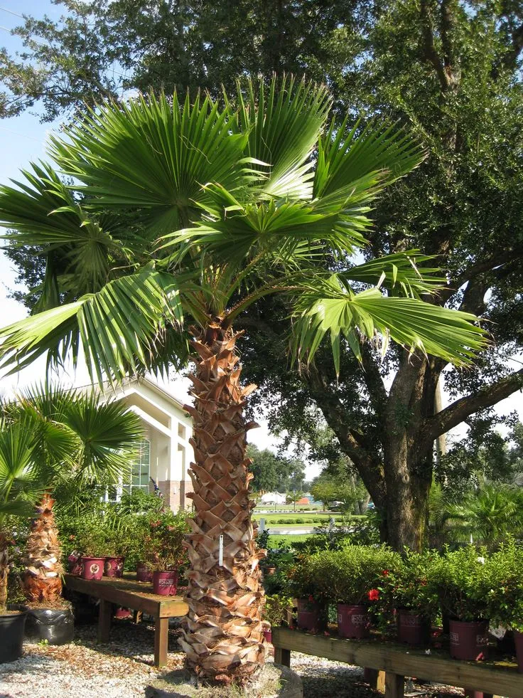 https://dogargardens.com/product/washingtonia-palm-majestic-fast-growing-landscape-palm/