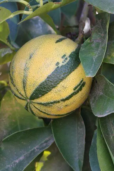 https://dogargardens.com/product/variegated-orange-fruit-plants/