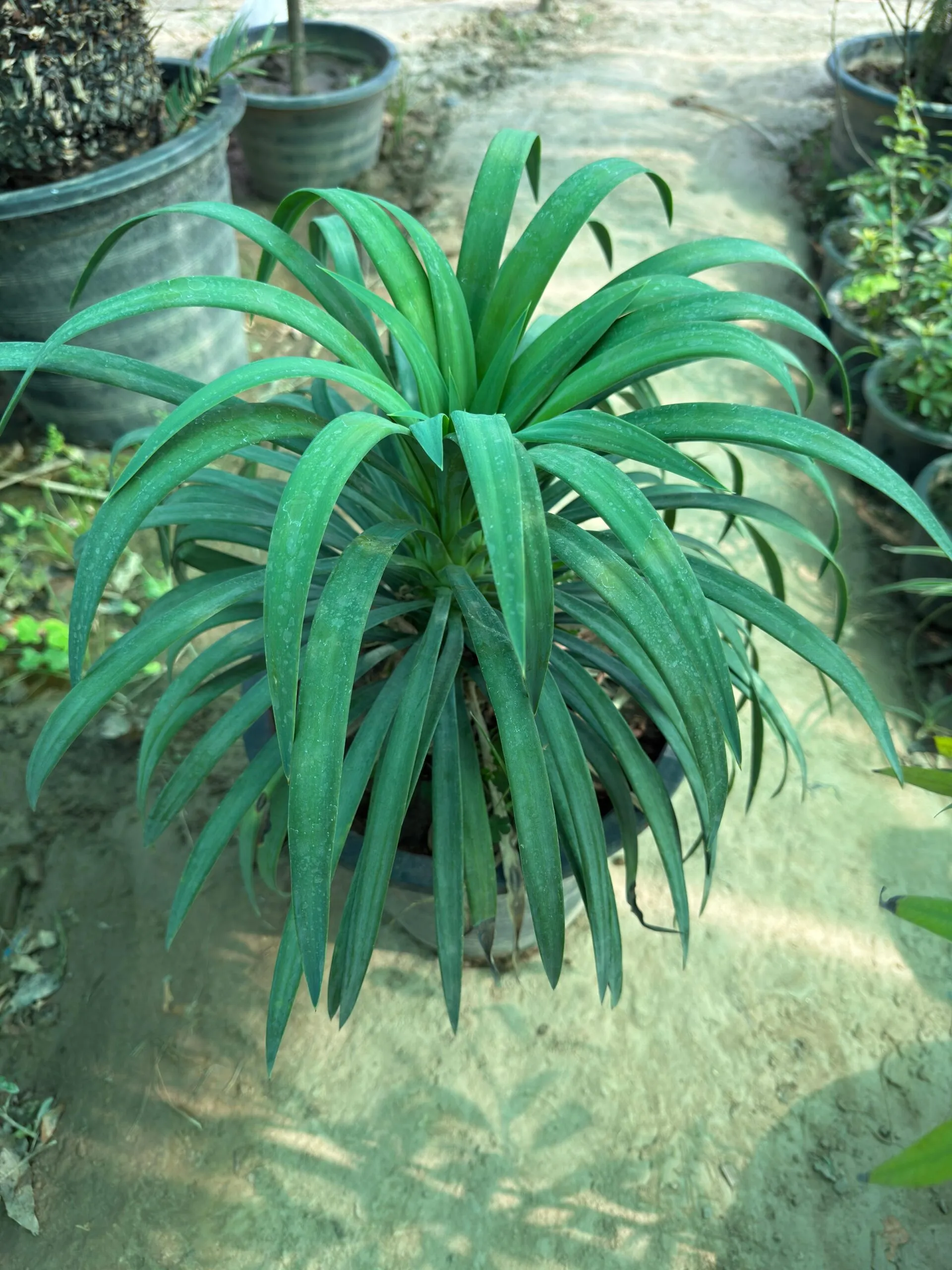 https://dogargardens.com/product/yucca-desmetiana-yucca-shower/