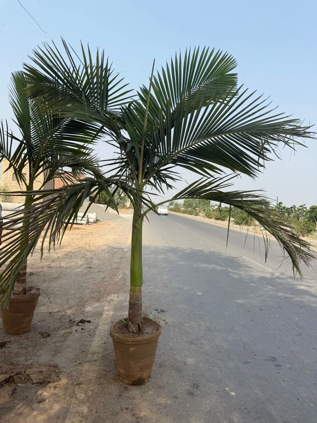 https://dogargardens.com/product/alexander-palm-large-size-plants/