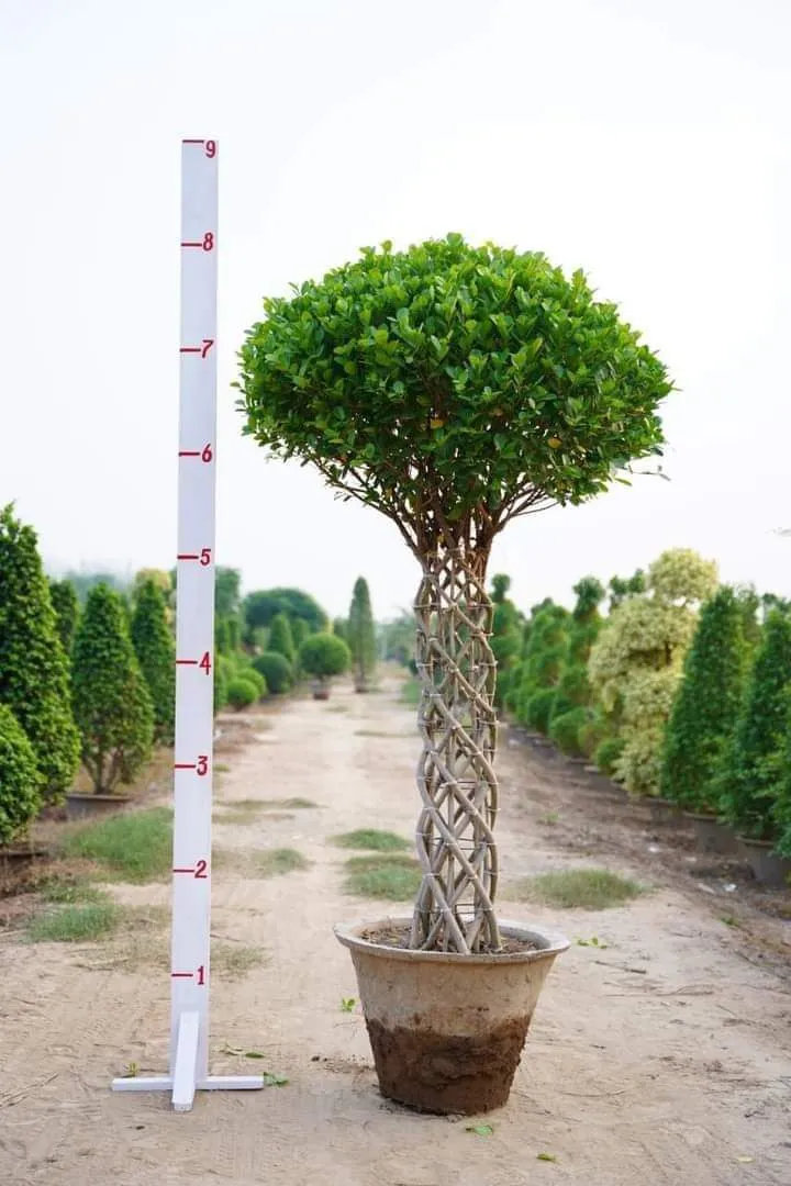 https://dogargardens.com/product/ficus-plants-with-metal-grill-support/
