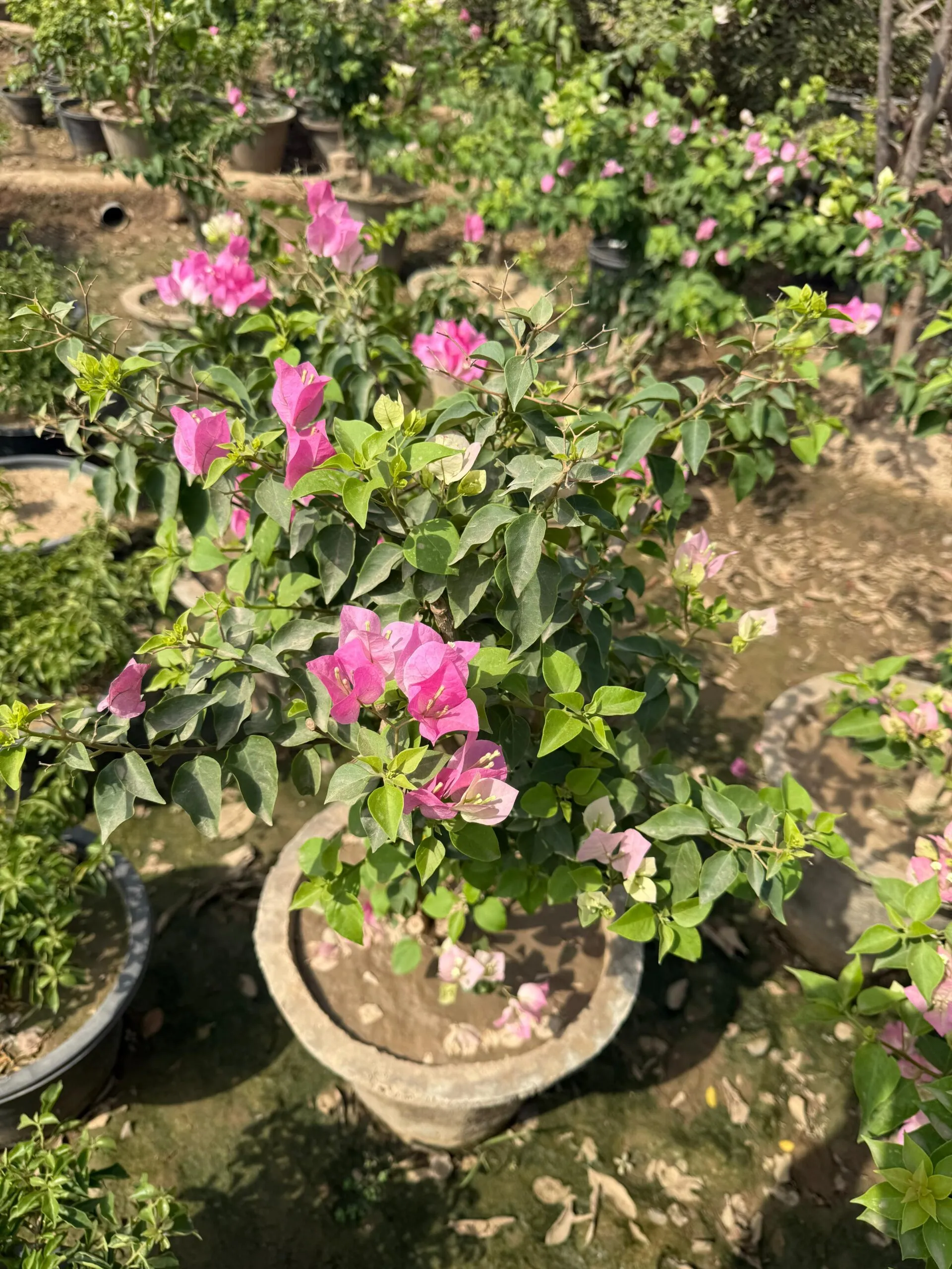 https://dogargardens.com/product/bougainvillea-chitra-cream-plant/