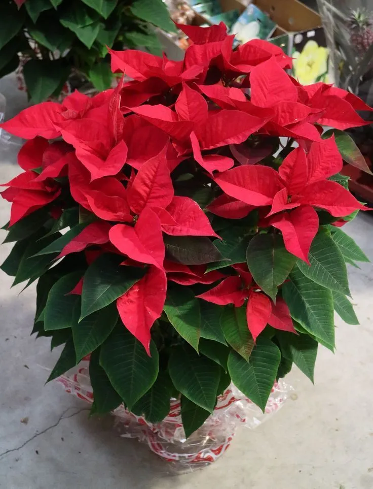 https://dogargardens.com/product/ponsietta-flowers-plants/