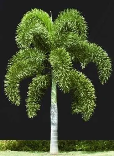 https://dogargardens.com/product/foxtail-palm-wodyetia-bifurcata-plants/