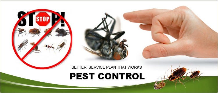 A pest control technician wearing a uniform, representing a Diamond plus service.
