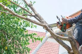 Tree Trimming Service Bronx