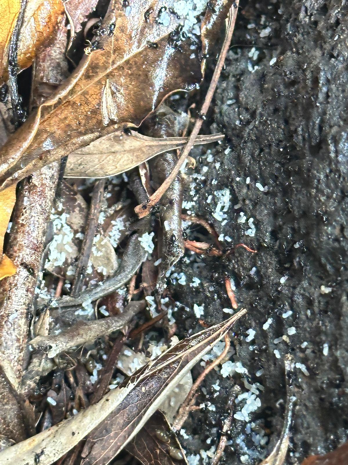 ant removal Melbourne