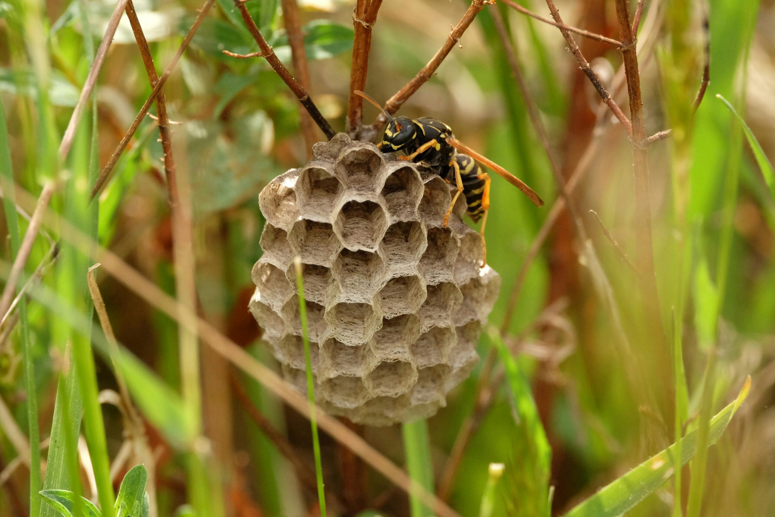 wasp exterminator