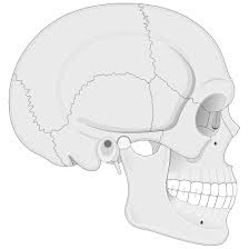 How Cranial Bones Work Together to Protect the Brain