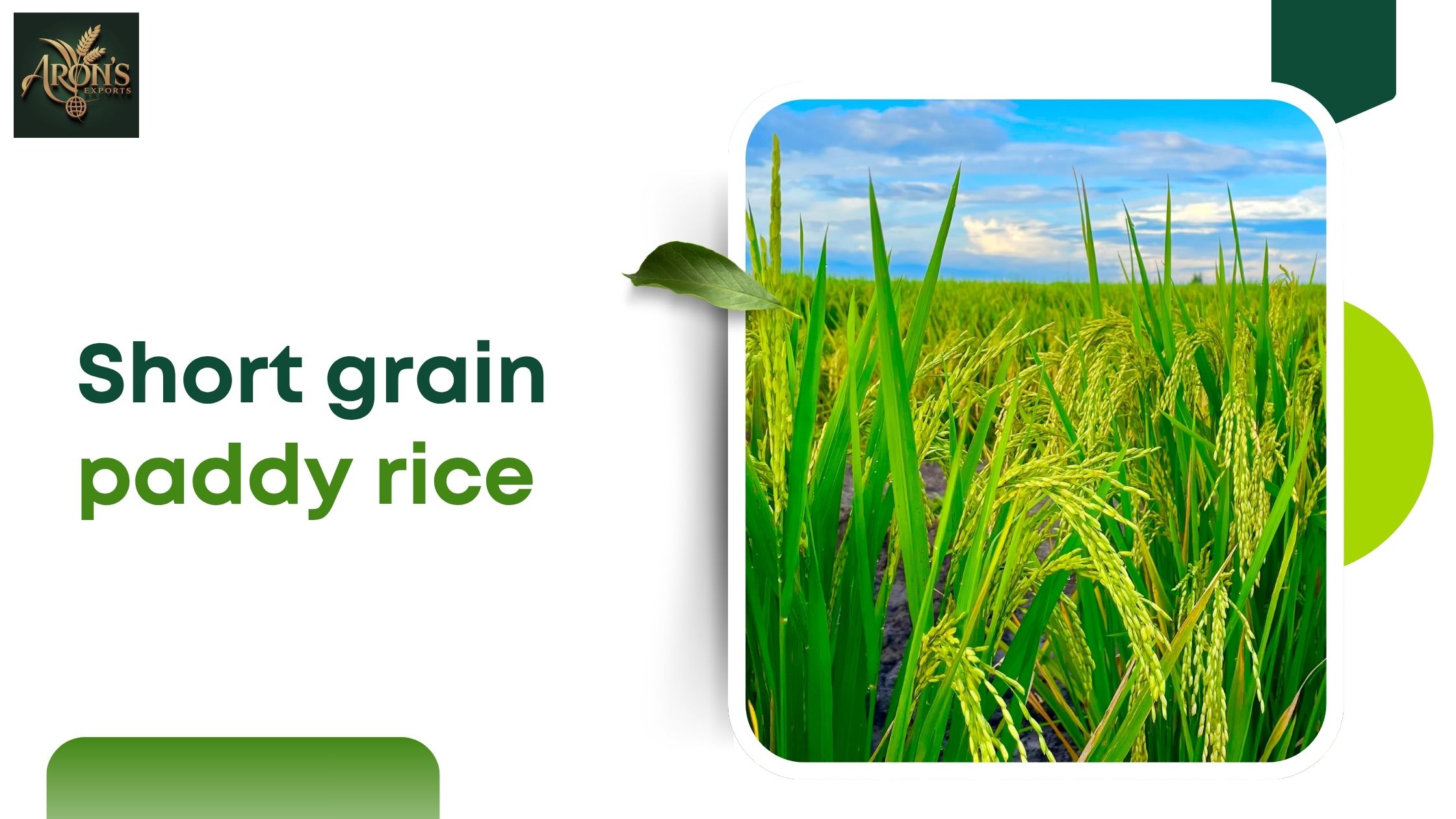 short grain paddy rice
