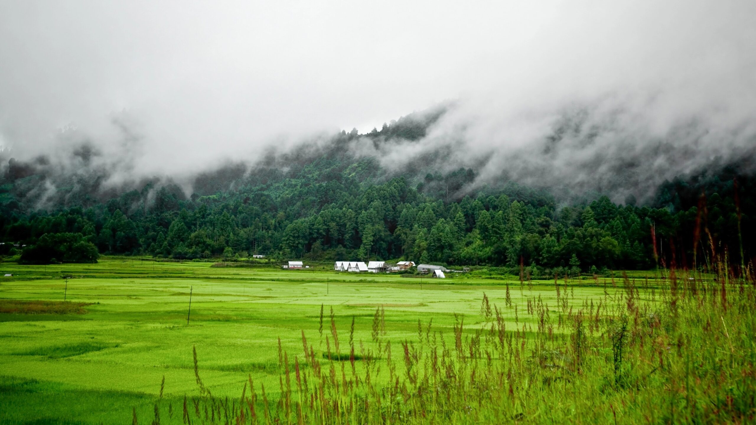 Ziro Valley: A serene high-altitude valley in Arunachal Pradesh, known for its lush rice fields, pine-covered hills, vibrant Apatani tribal culture, and misty landscapes that look magical year-round.
