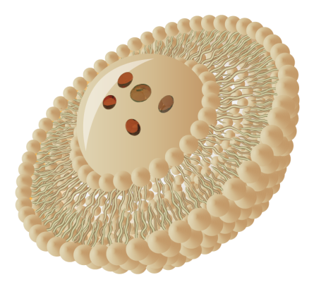 Liposomal Vitamin C For Enhanced Absorption supporting energy, immunity, and vitality in the body