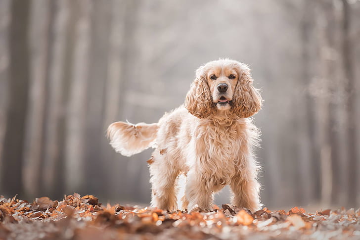 pet magazine in India