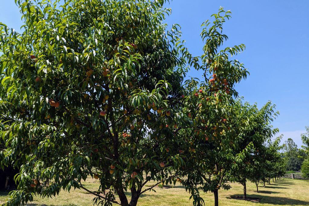 apple orchards in Tennessee