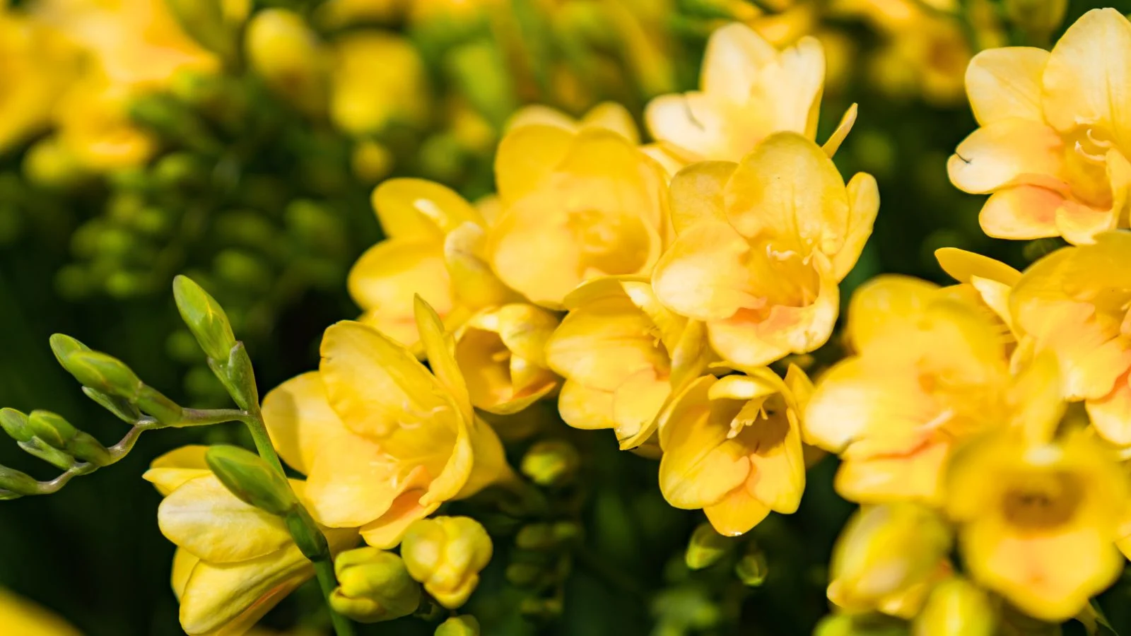 Yellow Flowers to Brighten Your Garden