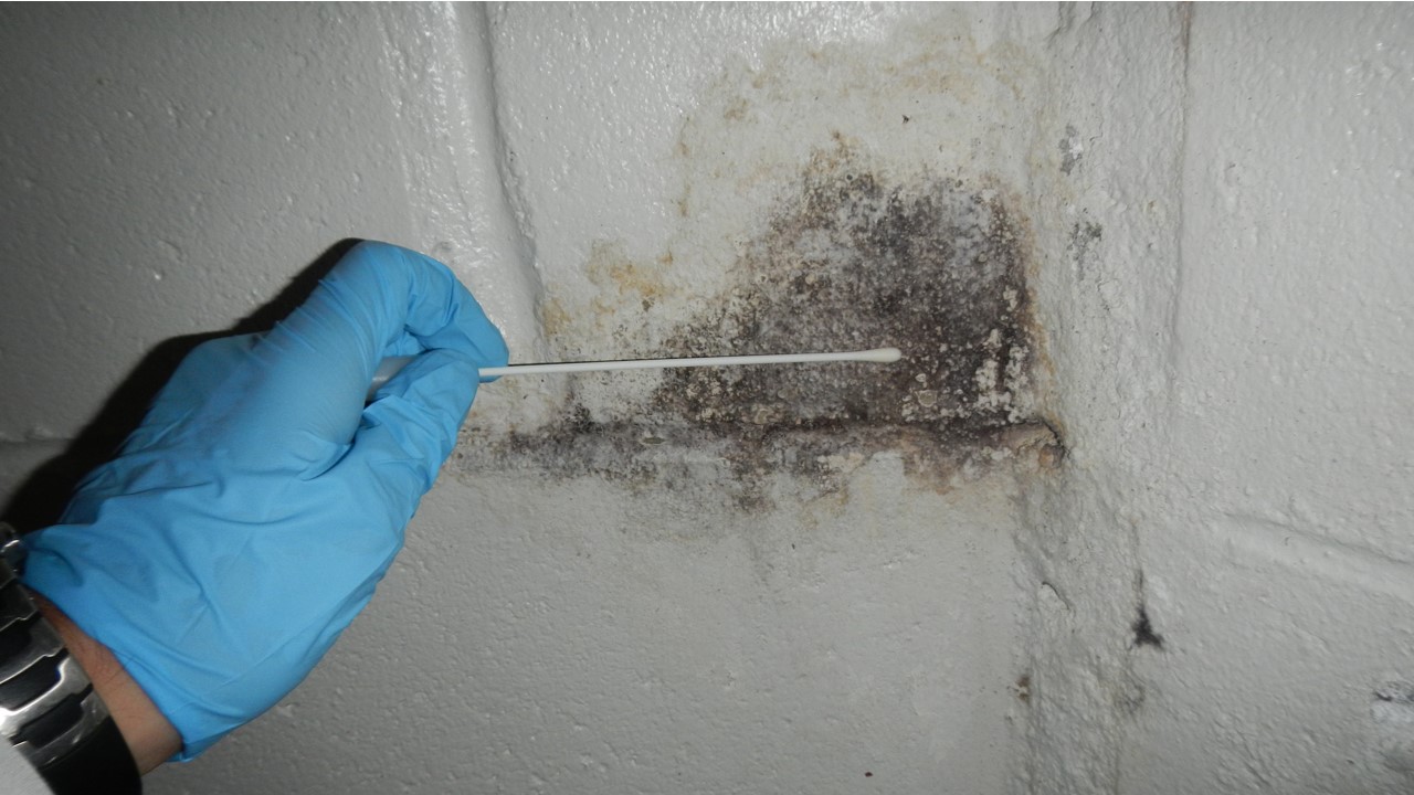 Mold Testing Nassau County NY, Home Inspection Nassau County NY