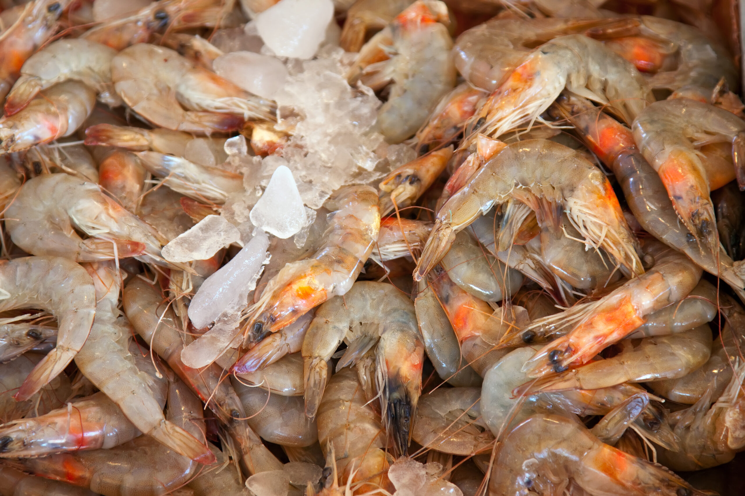 Capital Costs Involved in Setting Up a Shrimp Processing Plant